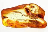 Fossil Parasitic Wasp (Encyrtidae) In Baltic Amber #357706-1